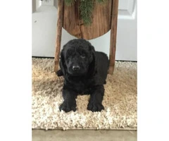 Mini Labradoodle Puppies ready for Christmas pickup - 4