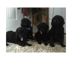 Mini Labradoodle Puppies ready for Christmas pickup - 5