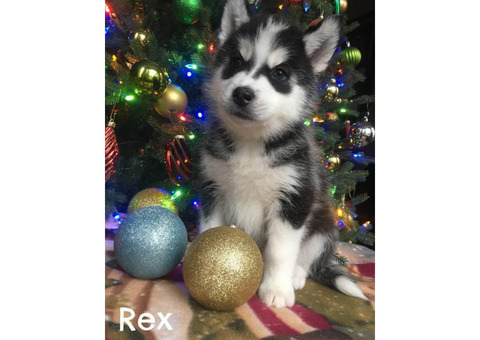 2 males left Husky for Christmas