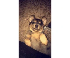 9 weeks old Aussie puppy for sale
