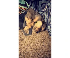 9 weeks old Aussie puppy for sale