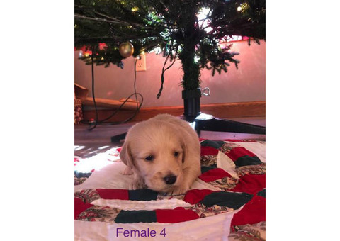 Labradoodle puppies available for sale