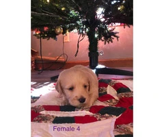 Labradoodle puppies available for sale
