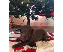 Labradoodle puppies available for sale - 5