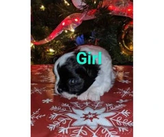 3 pomchi puppies will be ready on christmas eve - 4