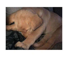 15 week old female AKC yellow lab puppy for sale - 3