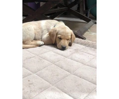 15 week old female AKC yellow lab puppy for sale - 4