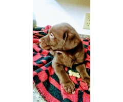 Chocolate lab Puppies -  3 boys and 1 girl left