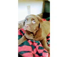 Chocolate lab Puppies -  3 boys and 1 girl left - 4