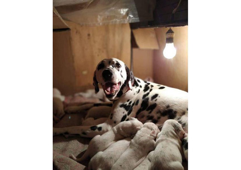 11 weeks old female Dalmatian puppy