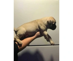 Bulldog Puppies for sale, 8 weeks old and up - 1