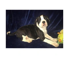 Bulldog Puppies for sale, 8 weeks old and up - 3