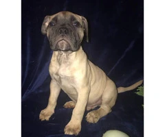 Bulldog Puppies for sale, 8 weeks old and up - 4