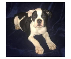 Bulldog Puppies for sale, 8 weeks old and up - 5