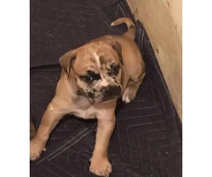 Bulldog Puppies for sale, 8 weeks old and up - 7