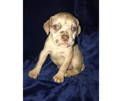 Bulldog Puppies for sale, 8 weeks old and up - 8