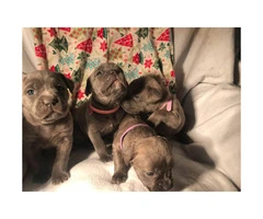 Cane Corso puppies for the New Year