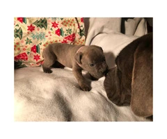 Cane Corso puppies for the New Year - 4