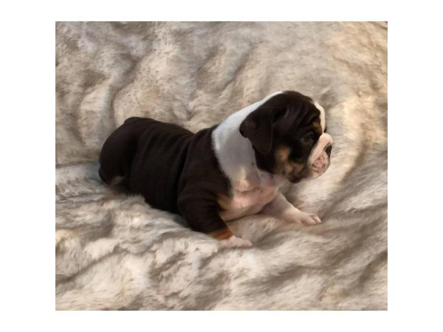 Olde English Bulldog mix puppies for sale in Fresno