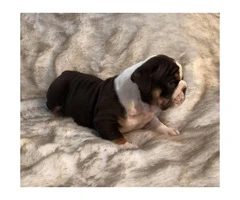 Olde English Bulldog mix puppies for sale - 2