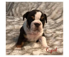 Olde English Bulldog mix puppies for sale - 3