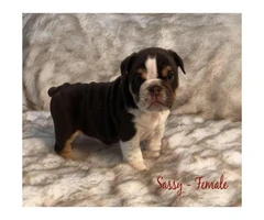 Olde English Bulldog mix puppies for sale - 4