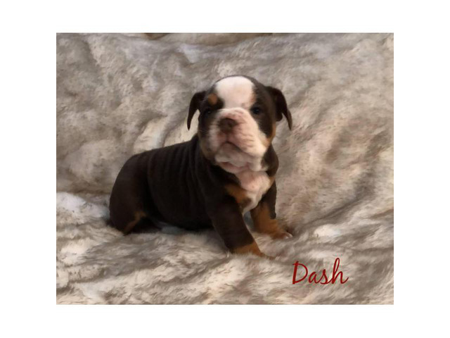 Olde English Bulldog mix puppies for sale in Fresno