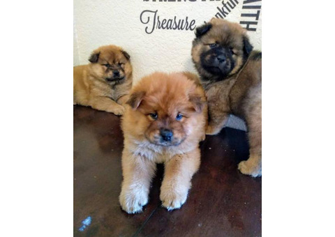 2 months old chow chow puppies ready for thier new homes.