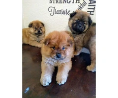 2 months old chow chow puppies ready for thier new homes.