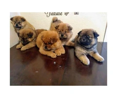 2 months old chow chow puppies ready for thier new homes. - 2
