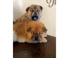 2 months old chow chow puppies ready for thier new homes. - 3