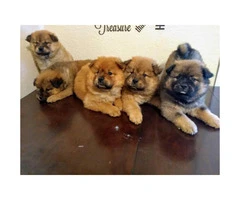 2 months old chow chow puppies ready for thier new homes. - 4
