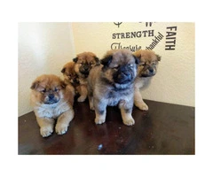2 months old chow chow puppies ready for thier new homes. - 5