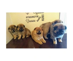 2 months old chow chow puppies ready for thier new homes. - 6