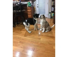 AKC Akita puppies  for sale - $700 - 4