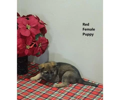 Purebred German Shepherd puppies available- 4 males and 4 females