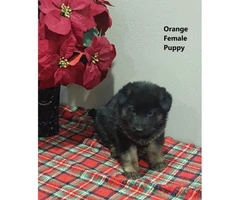 Purebred German Shepherd puppies available- 4 males and 4 females - 2
