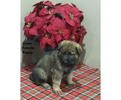 Purebred German Shepherd puppies available- 4 males and 4 females - 4