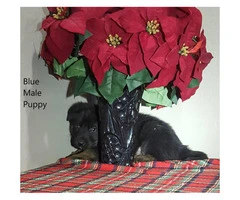 Purebred German Shepherd puppies available- 4 males and 4 females - 5