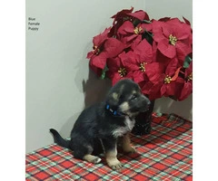 Purebred German Shepherd puppies available- 4 males and 4 females - 6