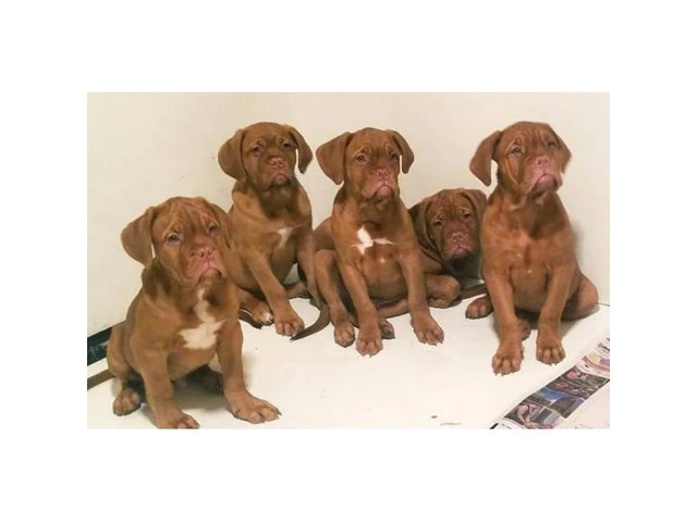 4 Males  AKC Registered Dougue De Bordeaux puppies - 1/3