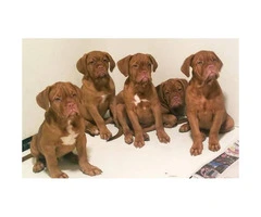 4 Males  AKC Registered Dougue De Bordeaux puppies