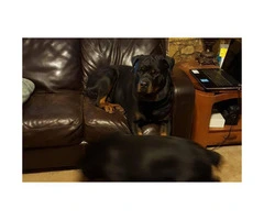 AKC rottweiler puppies from a good bloodline - 3