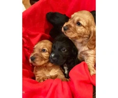Beautiful Cocker Spaniel Puppies for Christmas
