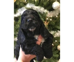 Beautiful Cocker Spaniel Puppies for Christmas - 2