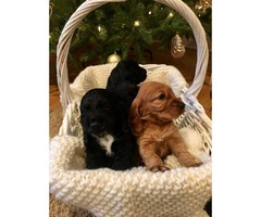 Beautiful Cocker Spaniel Puppies for Christmas - 3