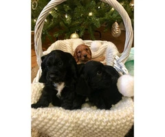 Beautiful Cocker Spaniel Puppies for Christmas - 4