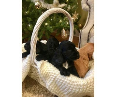 Beautiful Cocker Spaniel Puppies for Christmas - 5