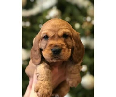Beautiful Cocker Spaniel Puppies for Christmas - 6