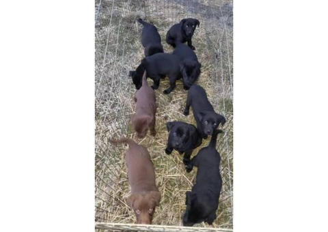 8 week old lab puppies - 5 black males, 2 chocolate females